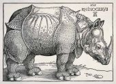 Duerer nashorn 170