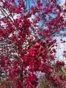botanischer garten Apfelbaum 180