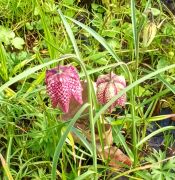 botanischer garten Schachbrettblume 180