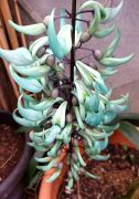 botanischer garten Jadewein 180