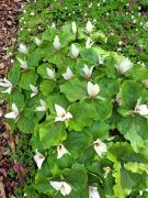 botanischer garten Waldlilie 180