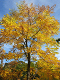 geweihbaum 120