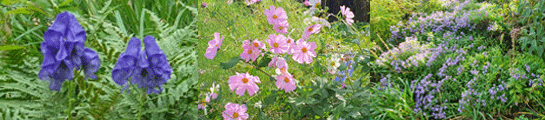 herbstblumen